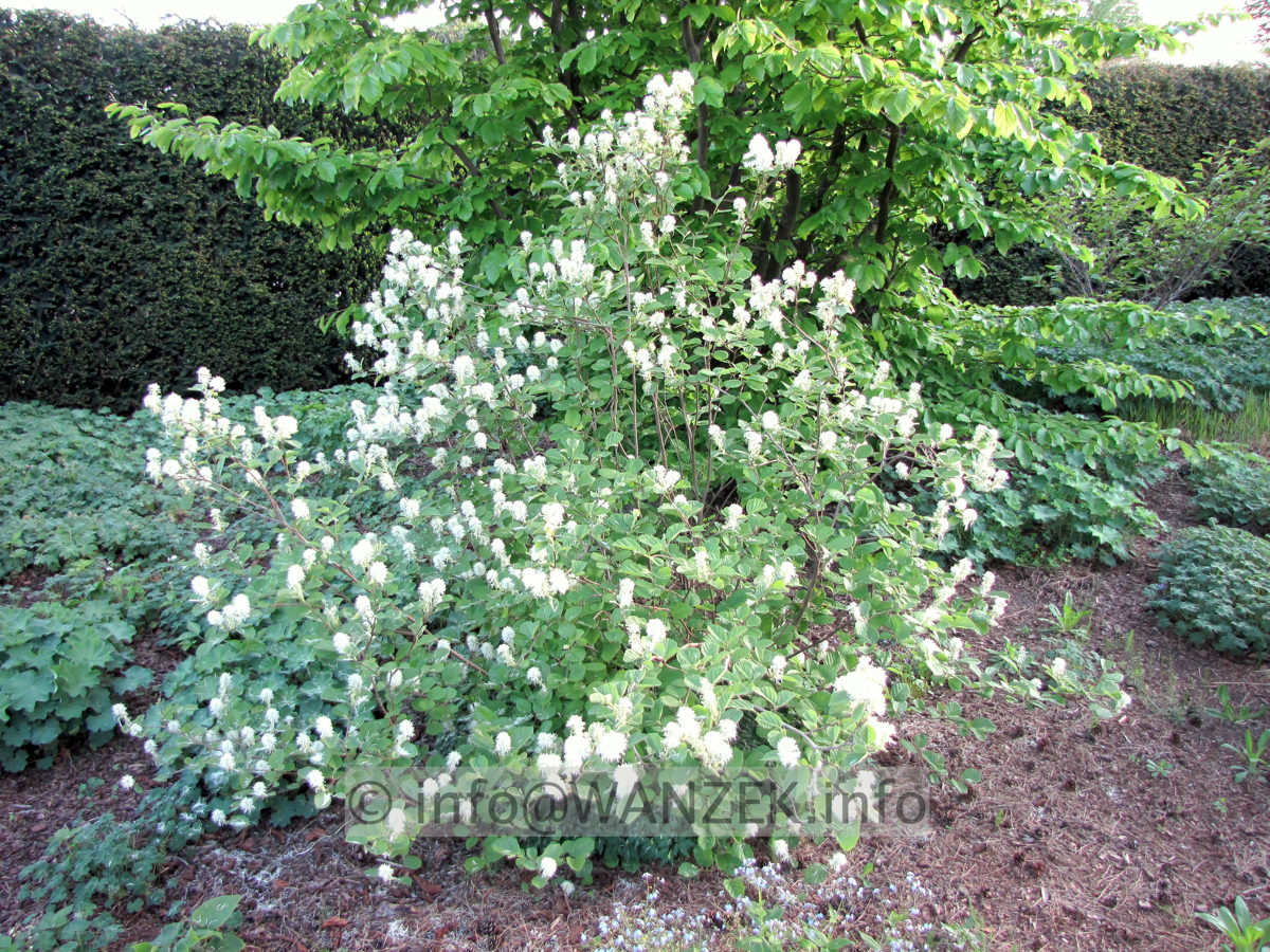 Fothergilla major - Sol.JPG
